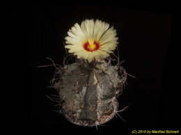 Astrophytum capricorne v. minor 1348